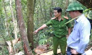 Quảng Nam quyết vạch trần việc tiếp tay phá rừng pơ mu